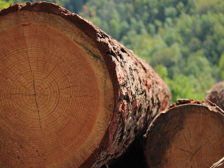 Ambiente: Pefc Italia, 'no passi indietro su tutela foreste'