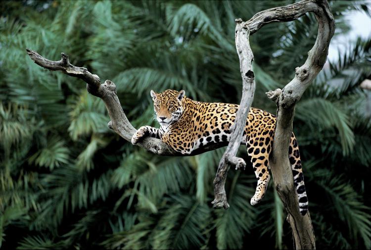 Animali: strage di giaguari in Amazzonia, colpa di incendi e deforestazione