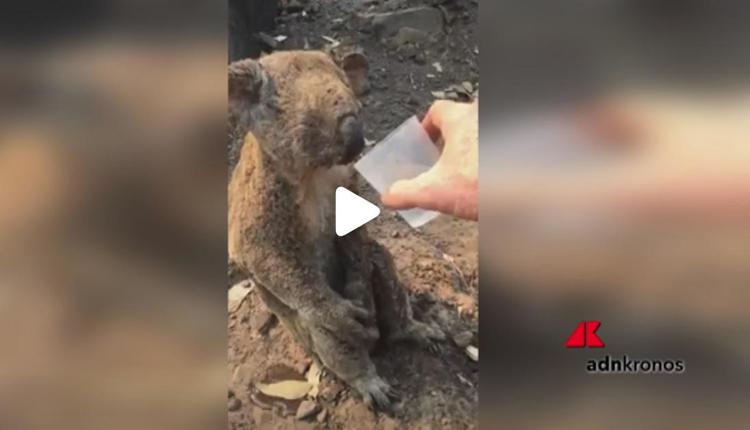 Australia, è morto il koala salvato dalle fiamme
