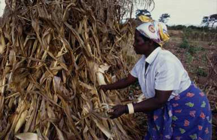 Maize harvesting  in Malawi