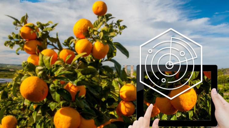 Agricoltura 4.0, 'bollino hi-tech' tutela Arancia Rossa di Sicilia