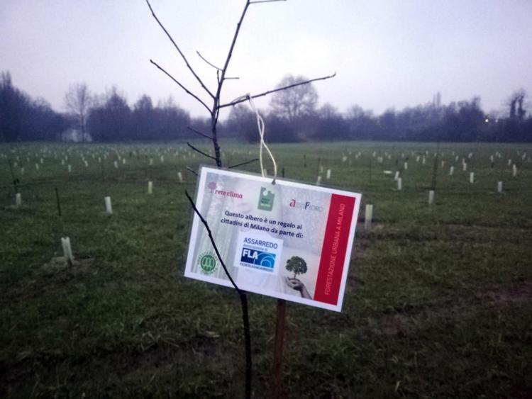 Milano: a dimora il primo albero del 'Bosco del design'