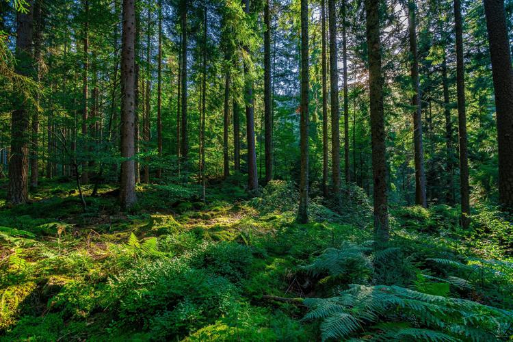 FAO praises Europe’s forest restoration ambitions