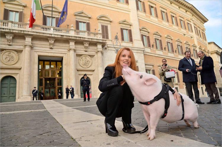 Brambilla porta un maiale a Montecitorio