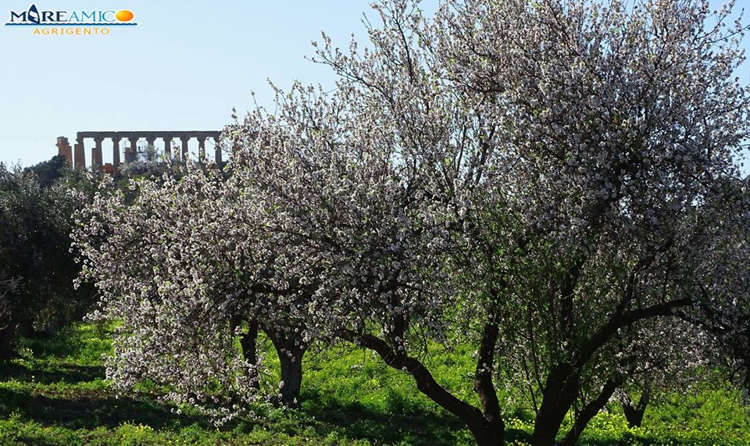 Agrigento: Mareamico, 'mandorli già in fiore nella Valle dei Templi'