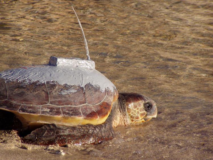 Animali: al via progetto Ue per proteggere le tartarughe nel Mediterraneo