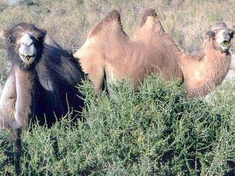 Australia, 10.000 cammelli nel mirino dei cecchini