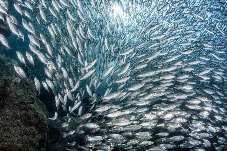 Mare: Mediterraneo, il 78% degli stock ittici sovrasfruttato