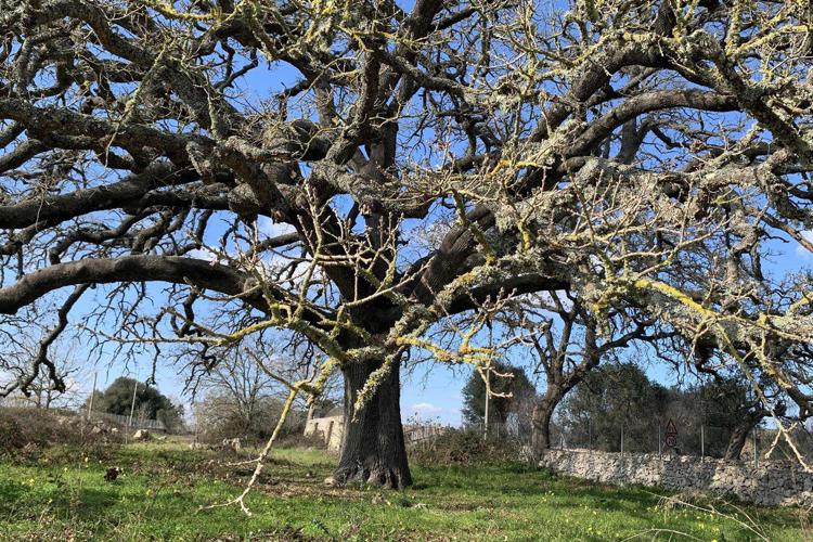 Ambiente: la quercia Vallonea di Tricase è 'Albero italiano dell'anno'