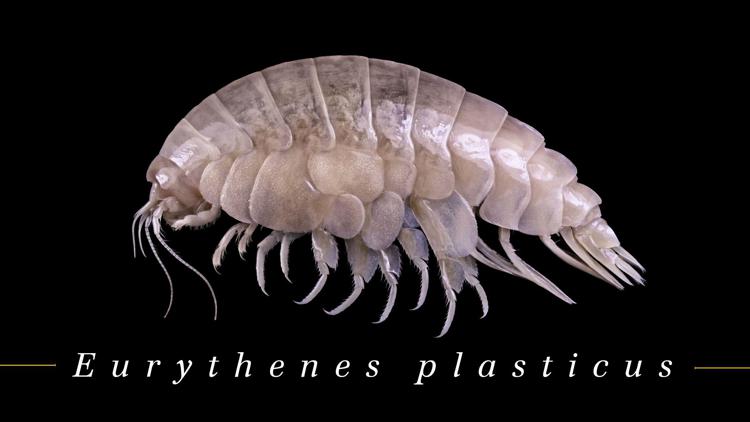 Mare: Plasticus, nuova specie appena scoperta e già contaminata da Pet