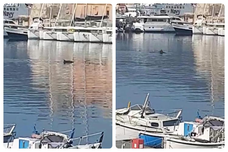 Animali: Isola d'Elba, delfini fino alla darsena di Portoferraio