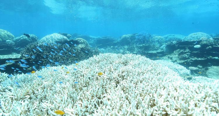 Ambiente: Australia, nuovo sbiancamento massivo della barriera corallina