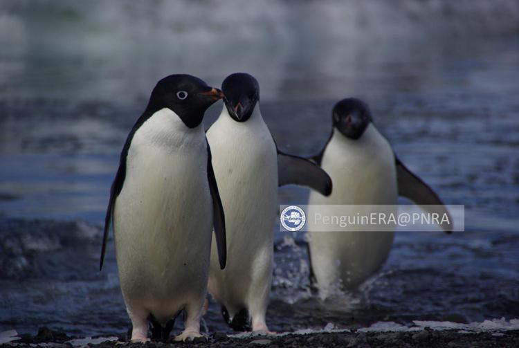 Ambiente: studio traccia spostamenti predatori marini antartici