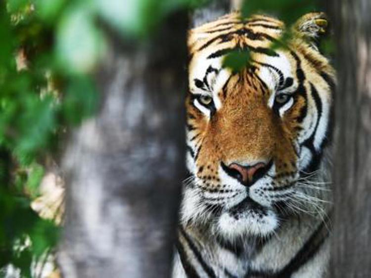 Animali: tigri di 'serie b', almeno 913 in cattività in Ue