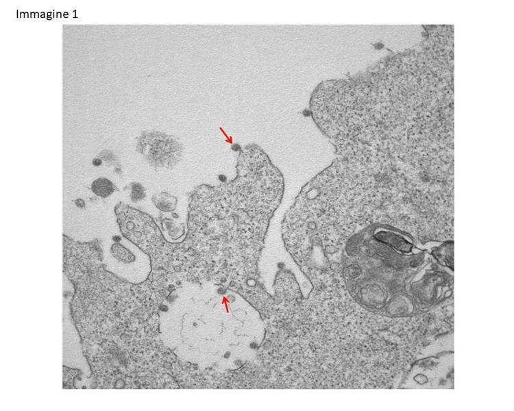 Laboratorio Anatomia patologia Dipartimento Scienze biomediche UniMi