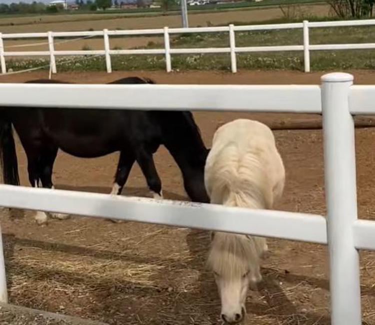 I cavalli non si fermano nel lockdown, lo smart-doc sul mondo equestre