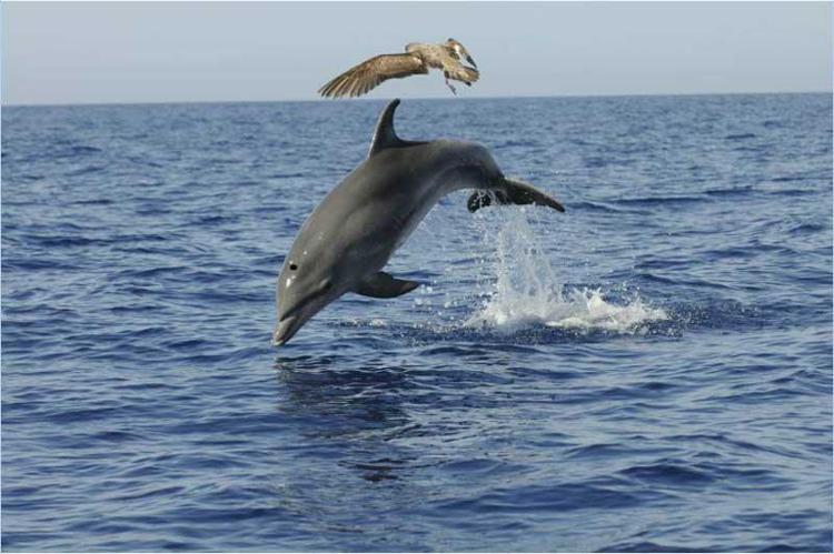Ambiente: Isole Canarie, il paradiso di balene e delfini liberi e tutelati