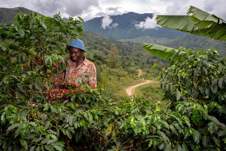 Sostenibilità: Reviving Origins salva produzioni caffè a rischio 'estinzione'