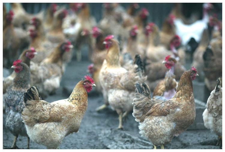 Made in Italy, Fileni e Regione presentano il nuovo 'pollo dalle Marche'