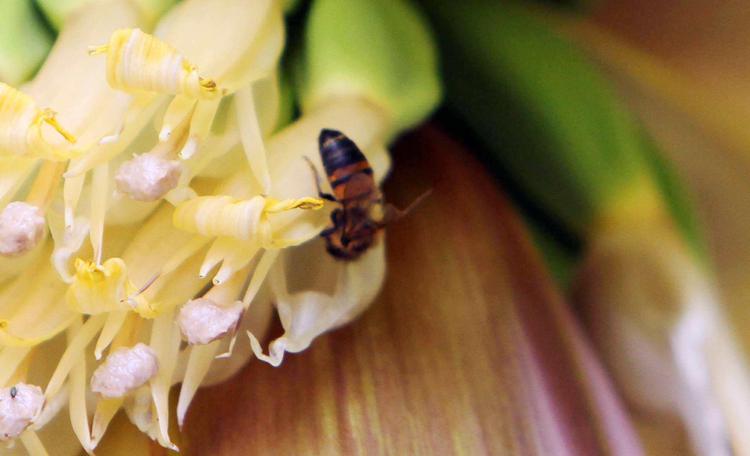 Ambiente: Ispra, minacciata una specie di api su 10, in declino 1 su 3