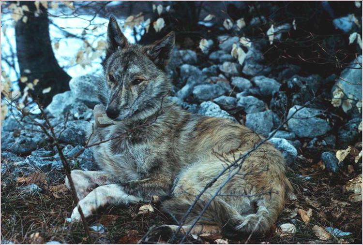 Animai: studio, ibridazione lupo-cane in Europa rischio per biodiversità