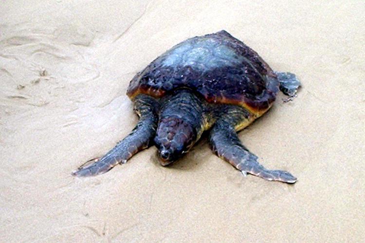 Una tartaruga Caretta caretta - Fotogramma
