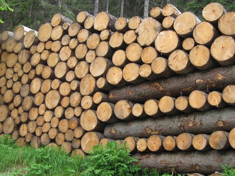 Ambiente: mercato del legno illegale, Ue sostiene progetto 'Legal Wood'