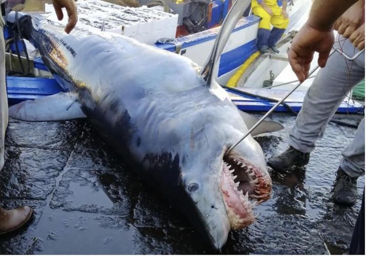 Mare: squali, 73 mln uccisi ogni anno per soddisfare la domanda di pinne