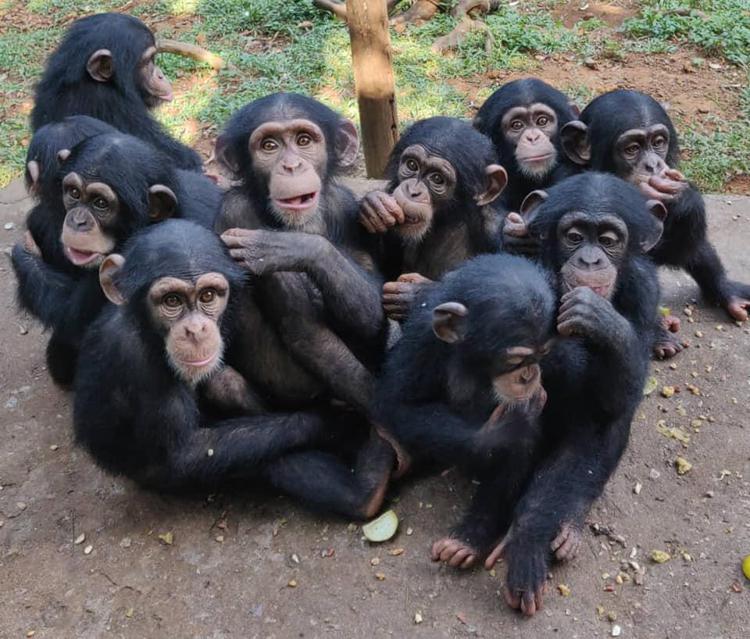 Coronavirus, 96 scimpanzé in lockdown in Sierra Leone
