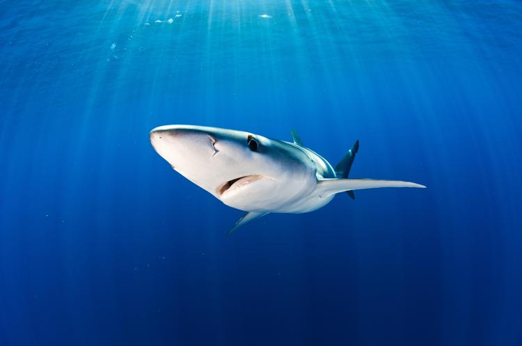 Mare: appello Wwf ai Paesi del Mediterraneo, salvate gli squali