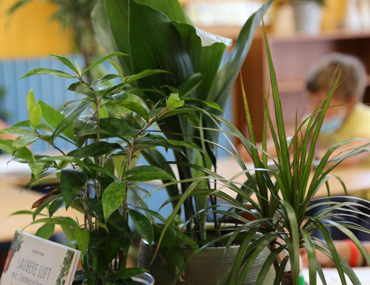 Sostenibilità: piante in classe, progetto per ripartenza 'naturale' a scuola