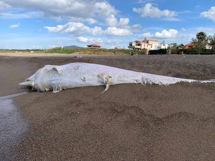 Animali: balene in pericolo, a minacciarle plastica e il morbillo dei cetacei