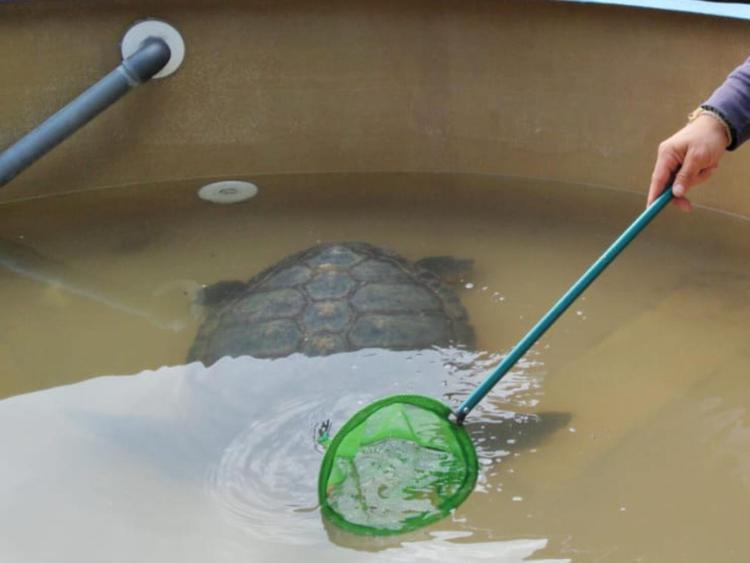 Animali: torna libera in mare tartaruga Ramona, aveva ingerito rifiuti plastici