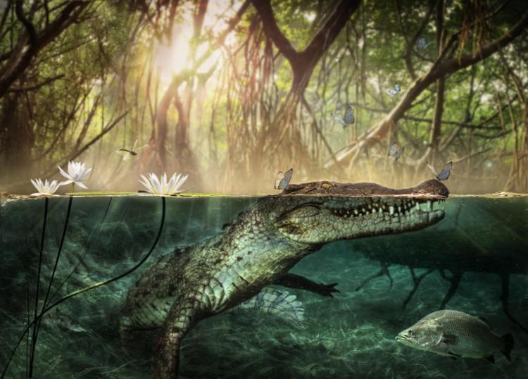 Ricerca: i coccodrilli arrivarono dall'Africa 7 milioni di anni fa