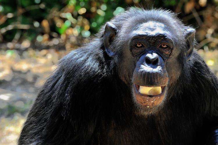 lo scimpanzé Edy  (Foto Massimiliano Di Giovanni - Archivio Bioparco) 