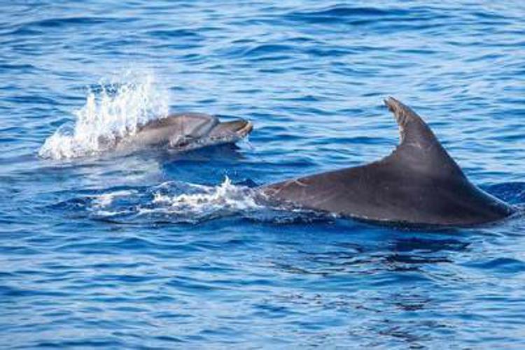 Mare: Greenpeace, tanti avvistamenti di balene e delfini nel Santuario dei cetacei
