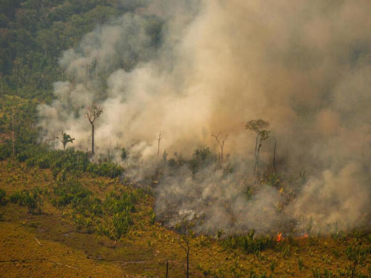 Amazzonia, Greenpeace: 