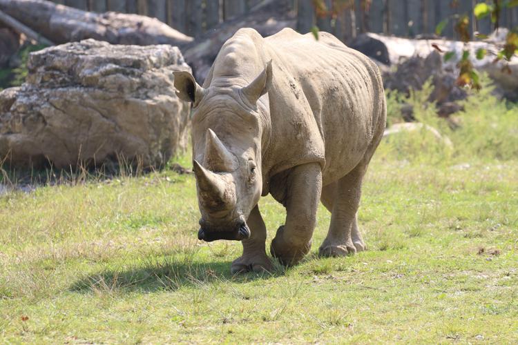 Animali: effetto Covid, in aprile zero casi bracconaggio rinoceronti al Kruger