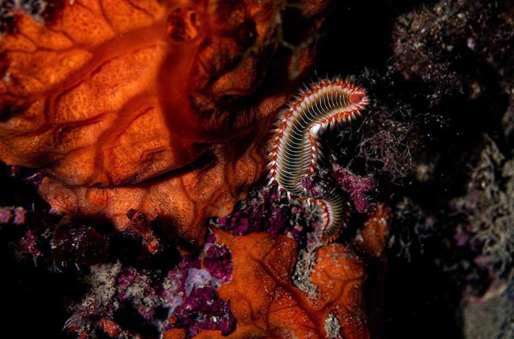 Mare: su le temperature a Plemmirio, preoccupano coralli e specie 'aliena'
