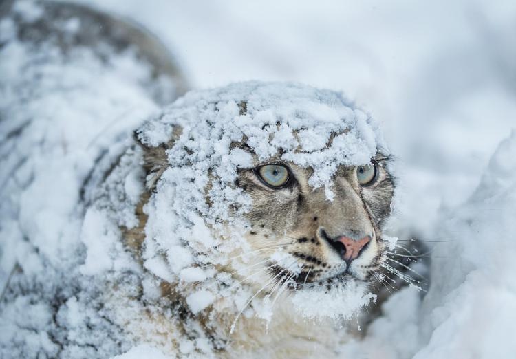 Clima: leopardo delle nevi, riscaldamento restringe sempre più il suo habitat