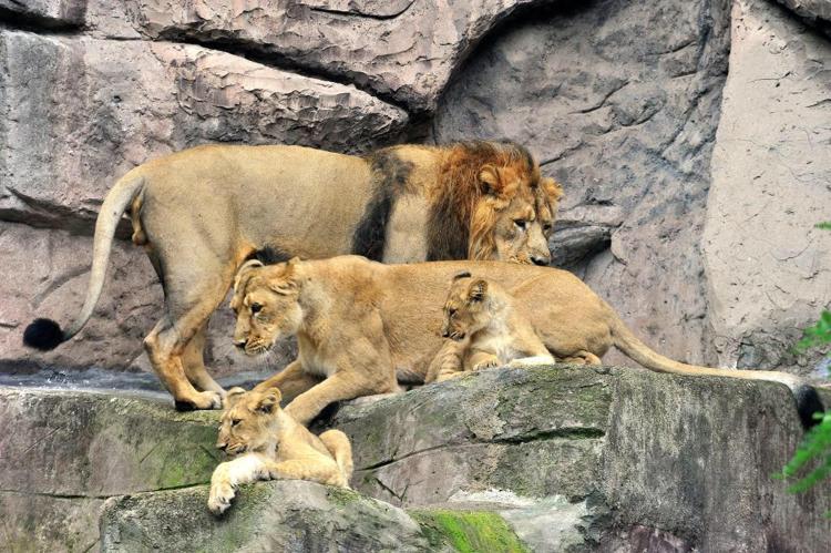 I leoni asiatici del Bioparco Roma (Foto Uff. St. Bioparco Roma) 
