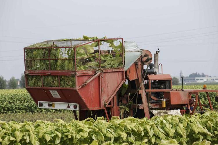 Da sviluppo tecnologico a ricerca, l'impegno di Pmi in filiera tabacchicola