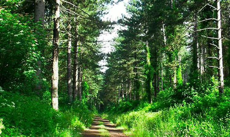 Sostenibilità: Findus, certificazione Pefc per 3mila ettari di foreste in Italia