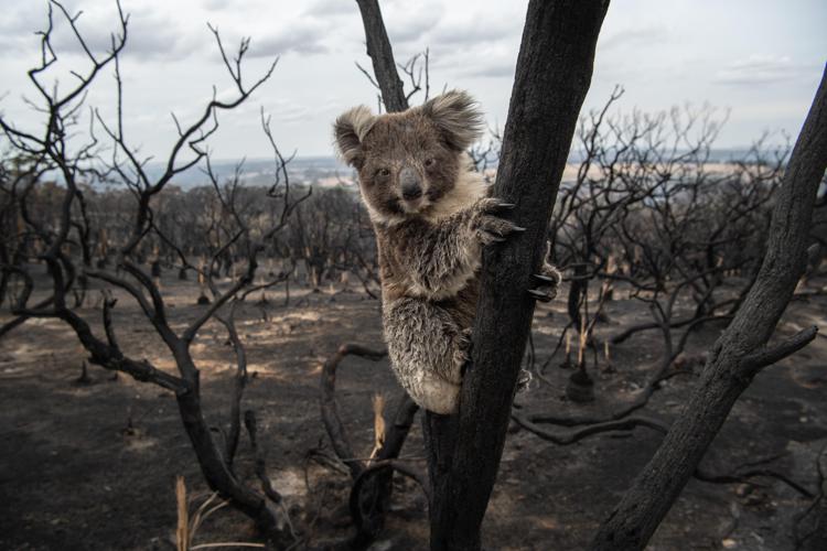 Deforestazione, incendi, biodiversità: bilancio ambientale 2020