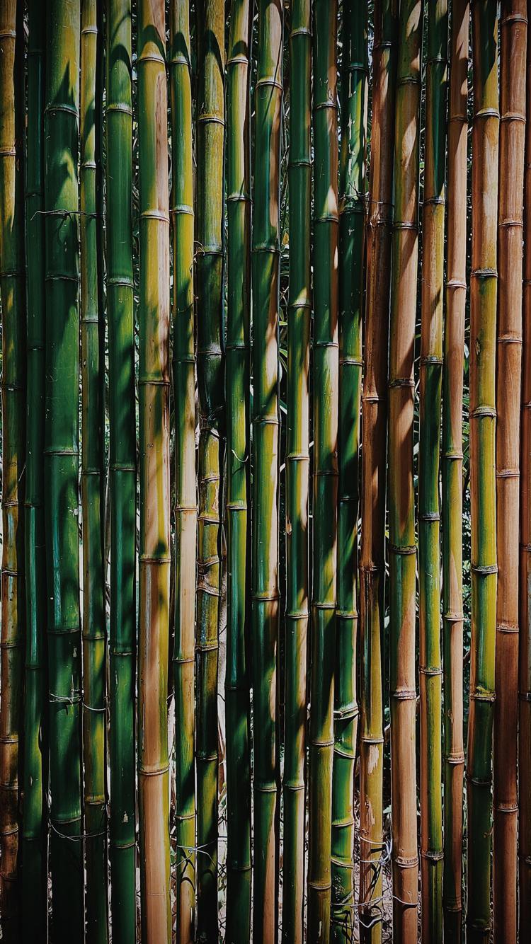 Bambù gigante alleato dell'ambiente