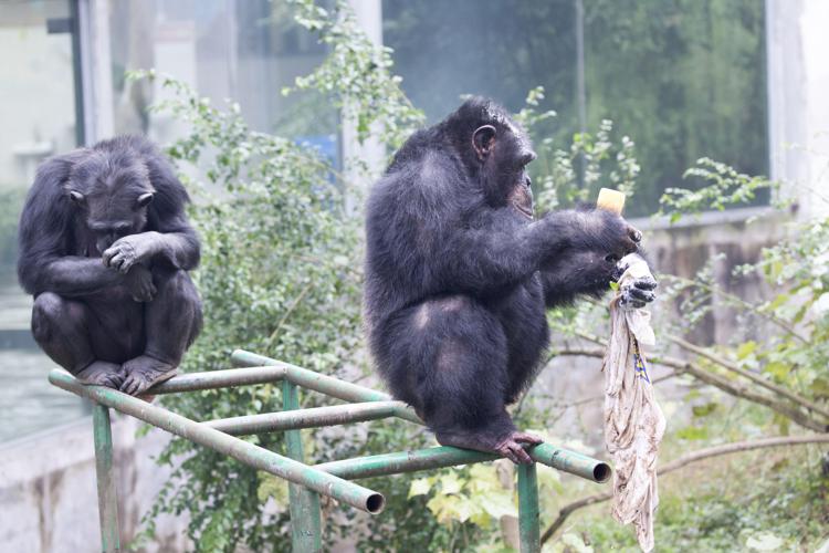 Ricerca, anche gorilla e scimpanzé 'conoscono' l'economia