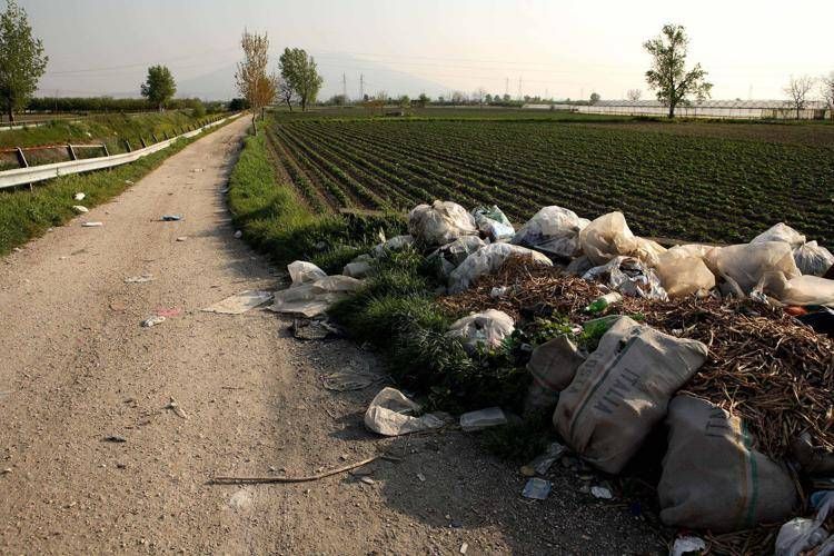 ACERRA, ITALY: Dioxin, itÕs a massacre from Naples to Caserta. Tumours, suspicious deaths, monster animals. Toxic waste burned and buried by the Camorra. This is how you die in ÒCampania FelixÓ (ÒHappy CountrysideÓ). IN THIS PICTURE: For years now crops have been grown on waste. In order to market their produce, the corrupt organisations work with Òwaybill transfersÓ. In simple English, they exchange a product waybill for another one coming from safe areas (generally from Spain). PHOTOGRAPH PROVIDED BY IBERPRESS +390670496984 www.iber-press.com - ©Diego Barsuglia/IBERPRESS