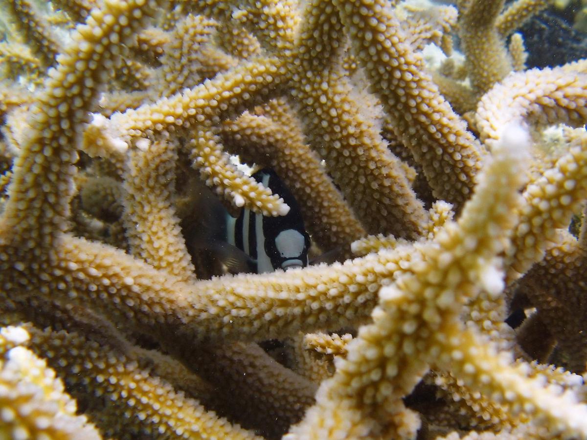 Restauro scogliere coralline, accordo tra Milano-Bicocca e Maldive