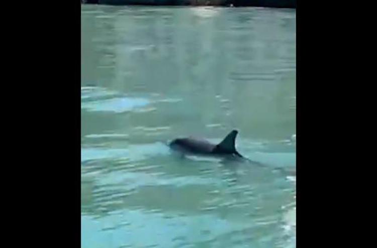 Venezia, coppia delfini avvistata nel Canal Grande