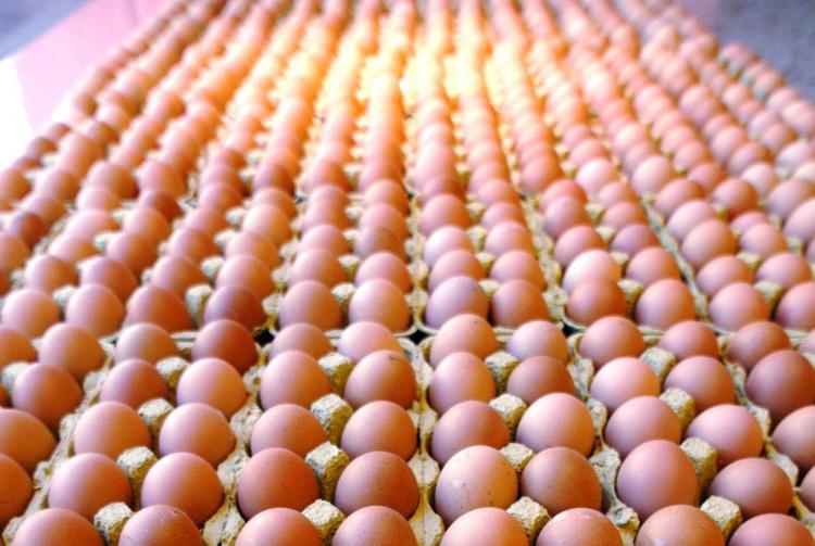 Ismea: nel 2020 produzione di 12,6 mld di uova
